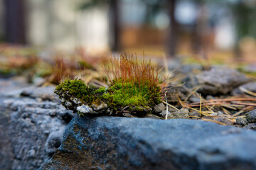 Green moss on the wall of natural stone.