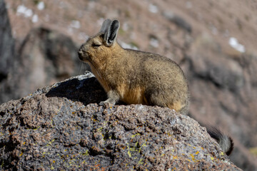 Viscacha standing at sunlight