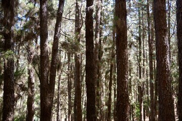 Ein Wald auf La Palma