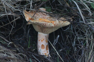 Mushrooms in the forest