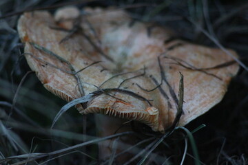 Mushrooms in the forest