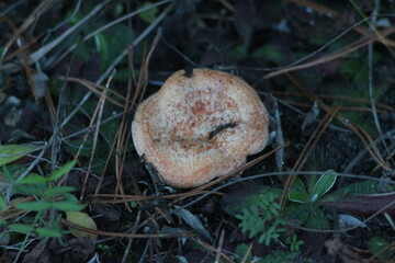 Mushrooms in the forest