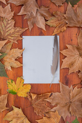 colorful dry leaves. plain white sheet of paper. bird feather. autumn background