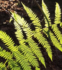 fern © TK_Office