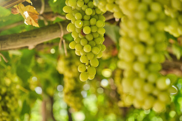 Natural, organic grapes and vine leaves in the vineyard
