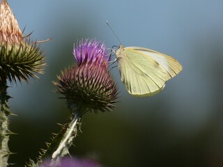 Large white butterfly (Pieris brassicae) on thistle flower, Poland