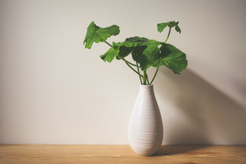 .Geranium sprig in white striped ceramic vase