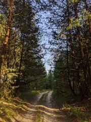 autumn in the forest