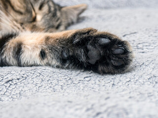 Black paw cat up of striped cat