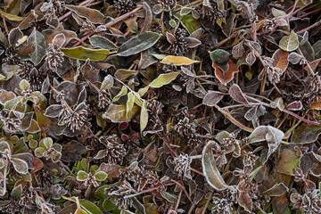 sfondo di foglie in inverno con ghiaccio