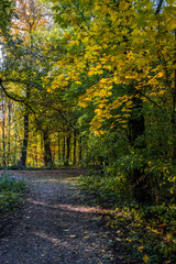 Obraz premium Autumn trees alley with colorful leaves in the park