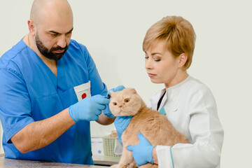 Veterinarian doctor with otoscope checking up ear of Scottish fold cat