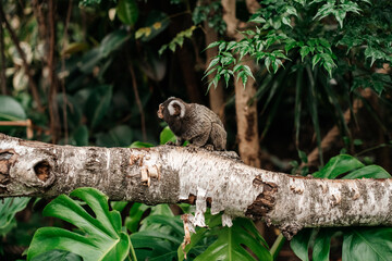 paraty - rio de janeiro