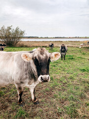 Kühe oder Rinder auf einer Wiese an einem Bauernhof 
