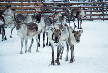 Herd of reindeer graze in a snowy landscape, Northern Finland, Lapland