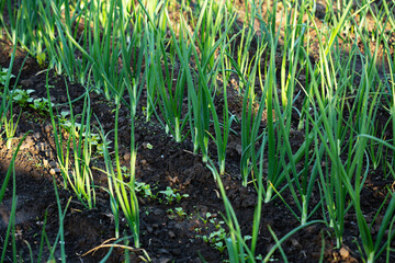 The bed of onions  bulb permaculture