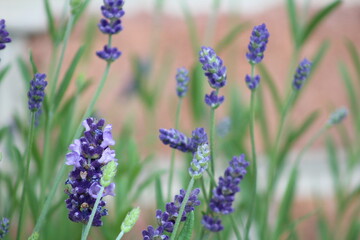 lavender flowers in the garden