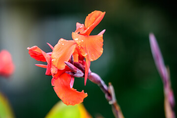 Fototapeta premium Red flowers of Canna indica, commonly known as Indian shot, African arrowroot, edible canna, purple arrowroot or Sierra Leone arrowroot, in soft focus, in a garden in a sunny summer day.