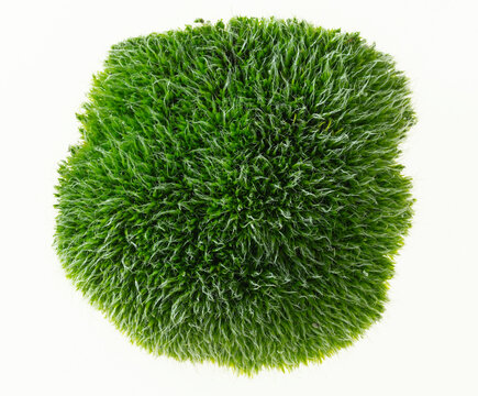 briofite in primo piano in autunno