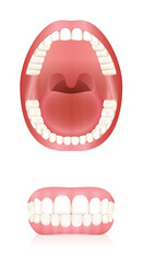 Teeth. Open adult mouth model and dentures or false teeth. Abstract isolated vector illustration on white background.

