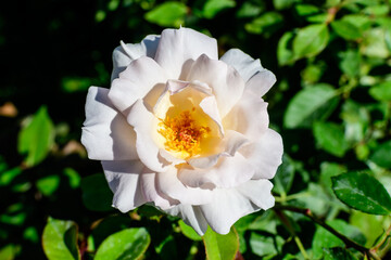 One large and delicate white rose in full bloom in a summer garden, in direct sunlight, with blurred green leaves in the background.