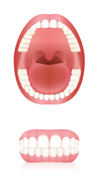 Teeth. Open adult mouth model and dentures or false teeth. Abstract isolated vector illustration on white background.
