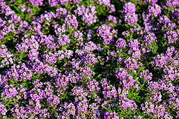 Many purple flowers of Lobularia maritima, commonly known as sweet alyssum or sweet alison, in a garden in a sunny spring day, beautiful outdoor floral background.