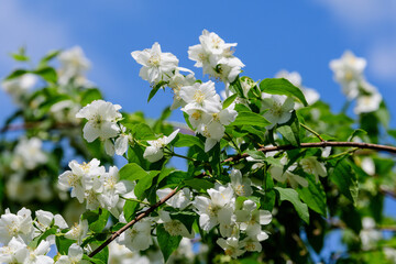 Fresh delicate white flowers and green leaves of Philadelphus coronarius ornamental perennial plant, known as sweet mock orange or English dogwood, in a garden in a sunny summer day, beautiful outdoor