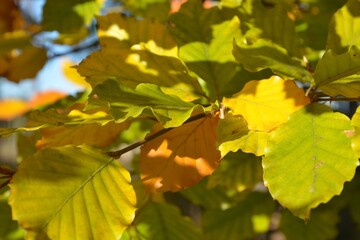 Blätter am Zweig färben sich herbstlich