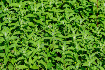 Many fresh green mint leaves in direct sunlight, in a herbs garden, in a sunny summer day, beautiful outdoor monochrome background photographed with soft focus.