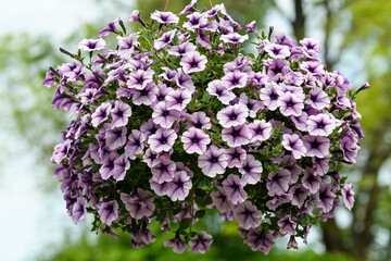 Obraz premium Large group of Petunia axillaris light white and purple flowers in a pot, with blurred background in a garden in a sunny spring day.