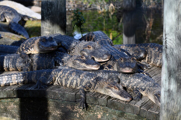 Alligators piled on bridge