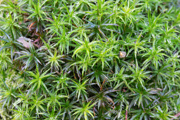 briofite in primo piano in autunno