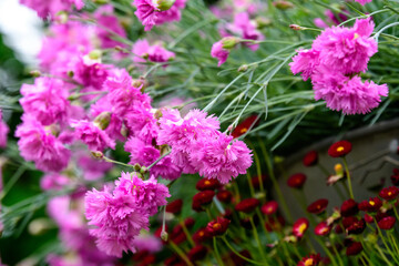 Many small vivid pink flowers of Dianthus carthusianorum plant, commonly known as Carthusian pink in a British cottage style garden in a sunny summer day, beautiful outdoor floral background.
