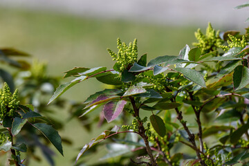 Many small yellow blooms and flowers of Mahonia aquifolium and green leaves on shrubs, in a garden in a sunny spring day, beautiful outdoor floral background photographed with soft focus.