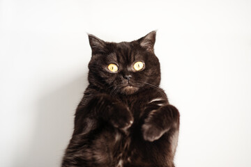 Obraz premium Portrait of a cat. Scotish Shorthair .The cat lies playfully on a white floor and look at the camera