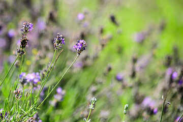 Many small blue lavender flowers in a sunny summer day in Scotland, United Kingdom, with selective focus, beautiful outdoor floral background.