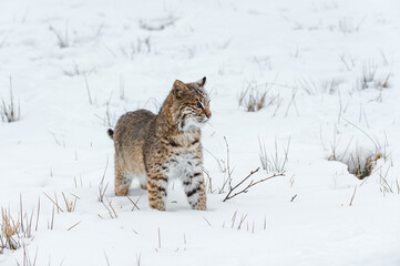 Bobcat (Lynx rufus) Stands in Snow Listening Winter