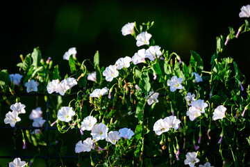 Many white flowers of Convolvulus arvensis plant, commonly known as field bindweed in a British cottage style garden in a sunny summer day, beautiful outdoor floral background.