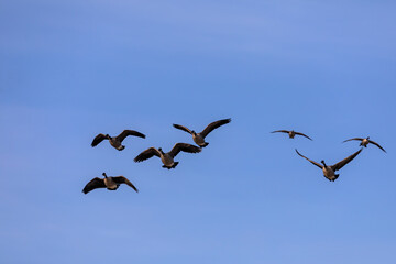 Canadian geese in flight