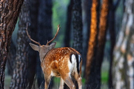 GAMO MACHO CON CUERNA EN BOSQUE DE ESPA&Ntilde;A AL ATARDECER