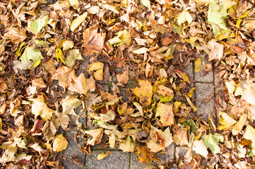 Withered autumn leaves on stone bricks pattern background