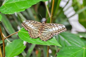 Fototapeta na wymiar Butterfly in London Zoo, UK