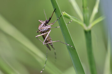Mosquito resting on the grass. Male and female mosquitoes feed on nectar and plant juices, but many species of mosquitoes can suck the blood of animals.
