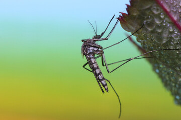 Mosquito resting on the grass. Male and female mosquitoes feed on nectar and plant juices, but many species of mosquitoes can suck the blood of animals.
