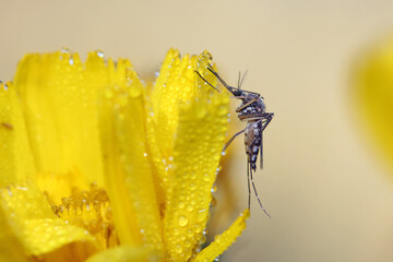 Mosquito resting on the grass. Male and female mosquitoes feed on nectar and plant juices, but many species of mosquitoes can suck the blood of animals.
