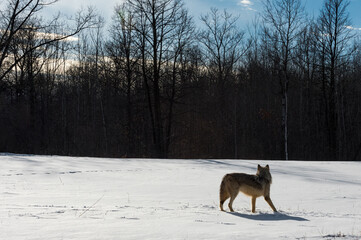 Grey Wolf (Canis lupus) Stands Silhouetted in Snowy Field Back to Viewer Winter