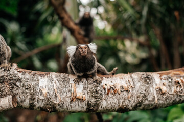 Ein am Gitter entlang kletternder Lisztaffe
