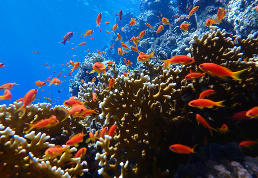 Fire corals and anthias fish in Red Sea near Marsa Alam, Egypt, underwater photograph