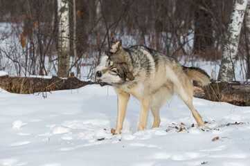 Fototapeta na wymiar Grey Wolf (Canis lupus) Shakes Off Snow at Edge of Woods Winter